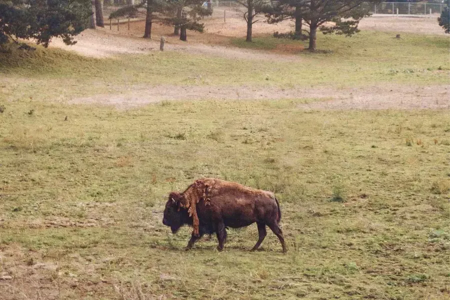 Un solo búfalo deambula en el Golden Gate Park Bison Paddock. San Francisco, California.